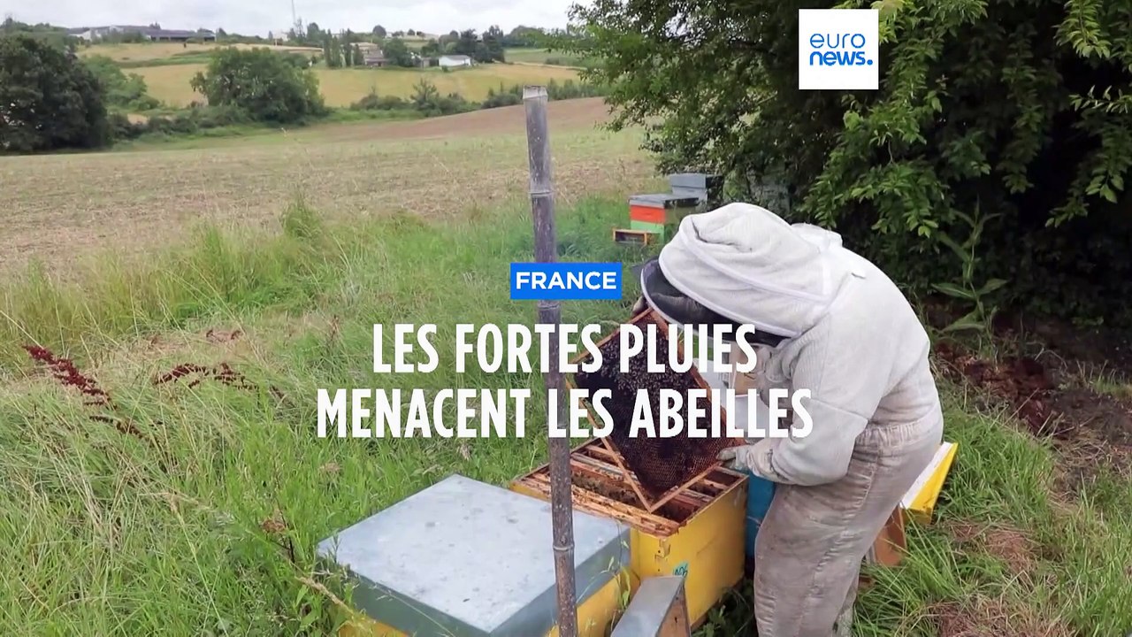 Intempéries en France : les fortes pluies menacent les abeilles