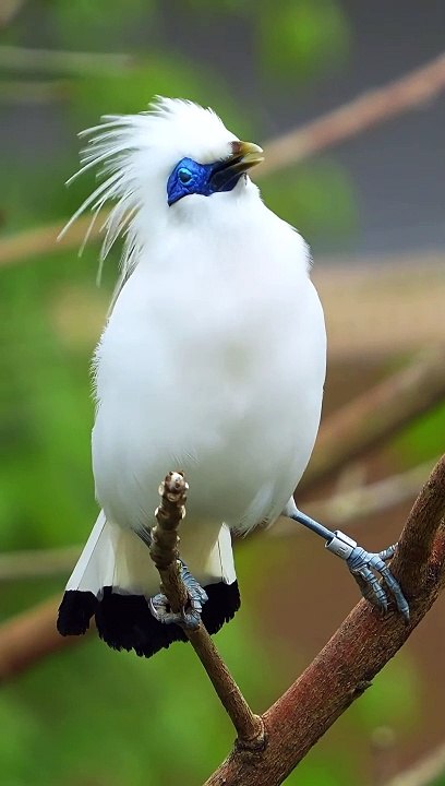 Beautiful bird
