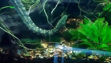 最も珍しくて奇妙なヘビ