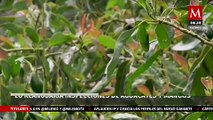 Estados Unidos seguirá con la inspección de aguacates y mangos de Michoacán