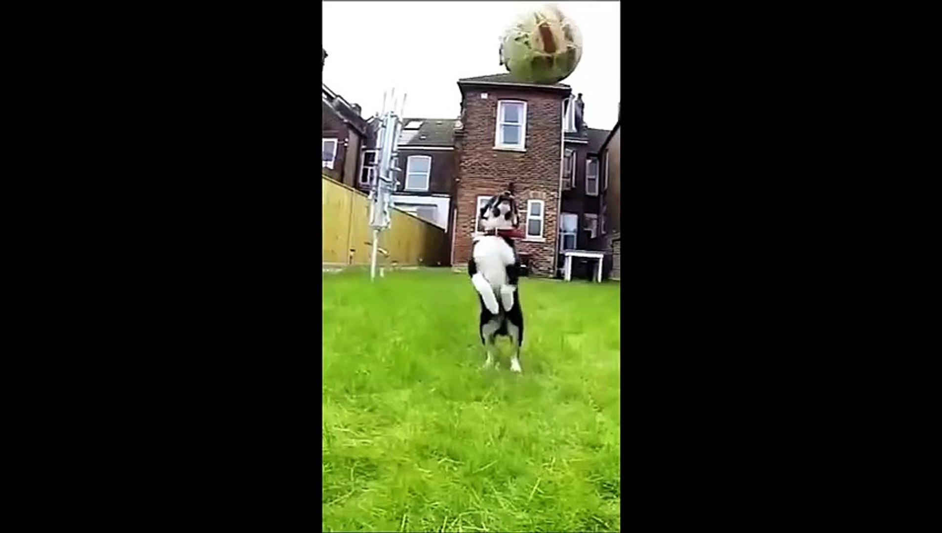 Funny animals Funny cats/ dogs Funny animal videos