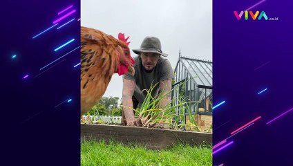 Pensiun Jadi Pemain Bola, David Beckham Asik Panen Bawang