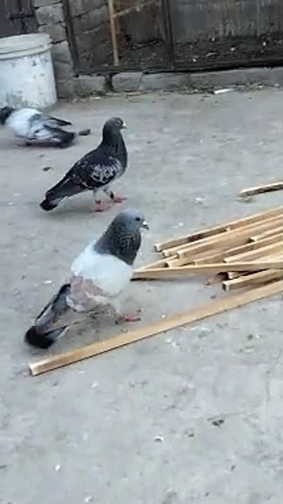 pigeon birds beautiful asian birds