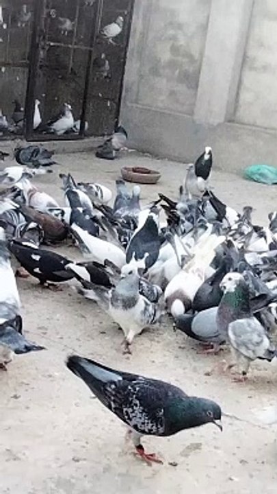 pigeon birds beautiful asian birds