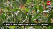 El gobernador de Michoacán informa que se reanuda la exportación de aguacate a Estados Unidos