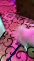 Onlain skills kidds interested videos