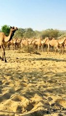 Group of Animals