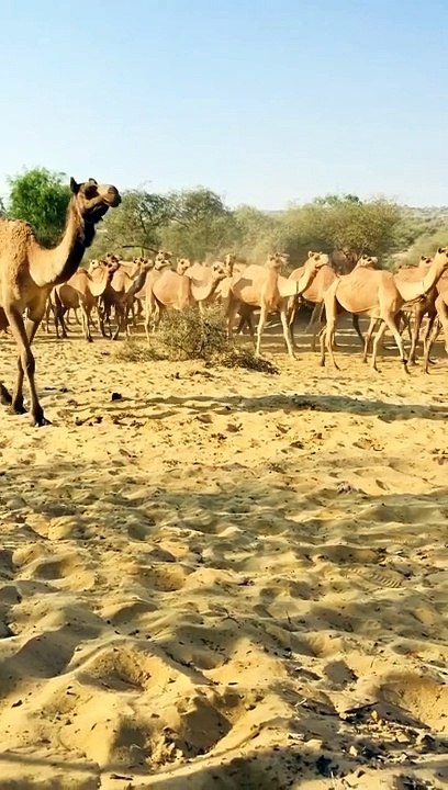 Group of Animals