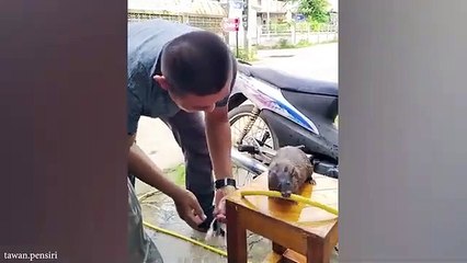 Funniest cats and dogs vedio