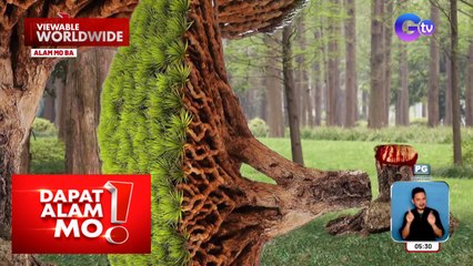 Isang klase ng puno, bakit tila dumudugo sa bawat pagputol dito? | Dapat Alam Mo!