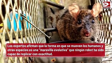 Las ratas virtuales pueden desvelar secretos de la función cerebral
