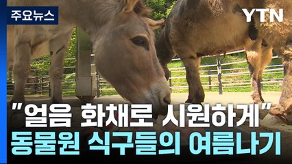 "얼음 화채로 시원하게"...동물원 식구들의 여름나기 / YTN