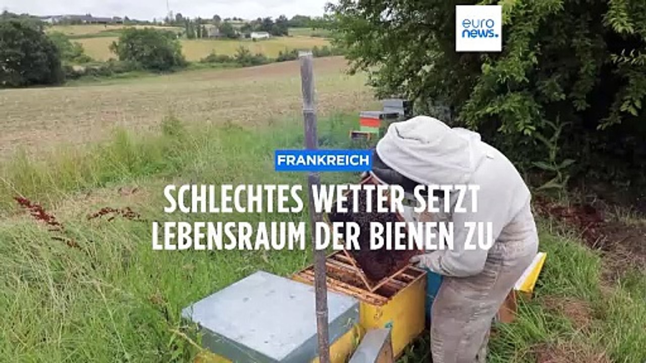 Frankreich: Regen und niedrige Temperaturen machen Bienen zu schaffen