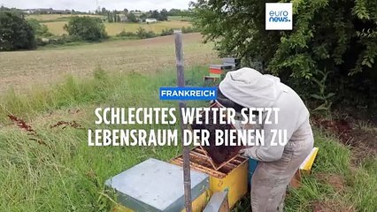 Frankreich: Regen und niedrige Temperaturen machen Bienen zu schaffen