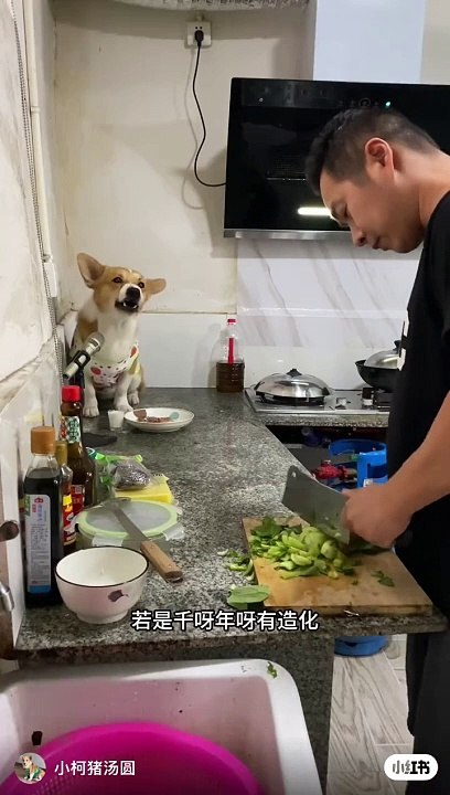 Dogs shooting funny