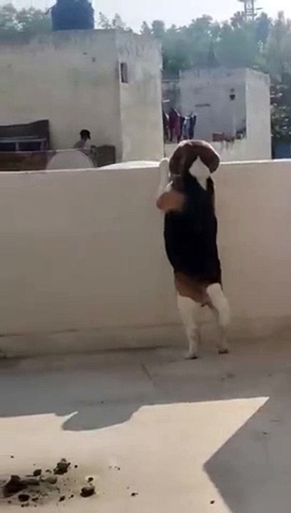 Puppy seeing