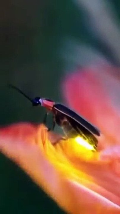 Beautiful insect with lighting 