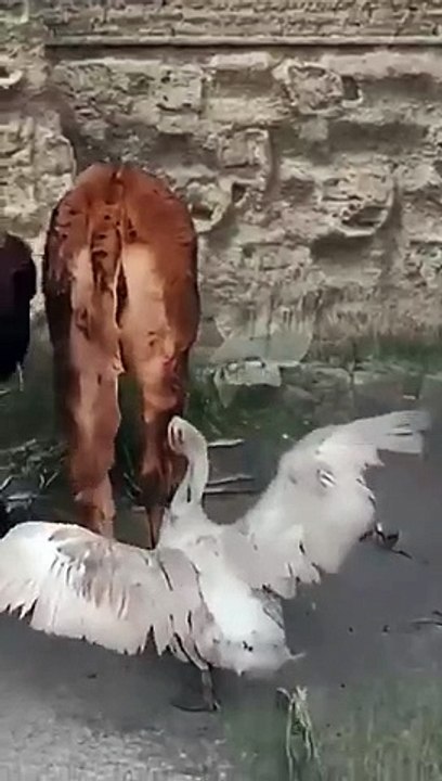 Funny duck Playing with cow