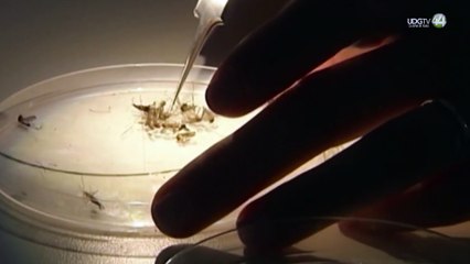 Comienza crecimiento de casos de dengue, esta semana en Jalisco se sumaron casi 100