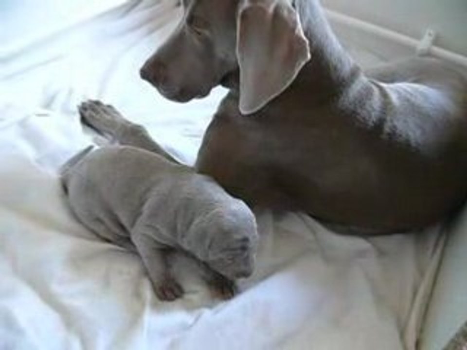 Petit Secret de lune