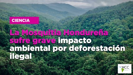 La Mosquitia Hondureña sufre grave impacto ambiental por deforestación ilegal