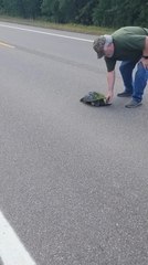 Man Trips and Falls While Trying to Help Snapping Turtle Cross Road