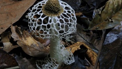 Fantastic Fungi Documentary in HD