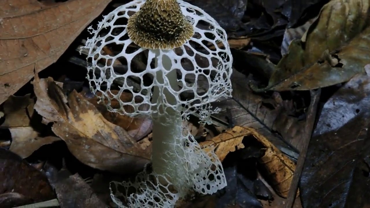 Fantastic Fungi documentary HD