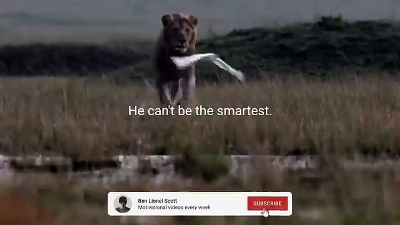 LION MENTALITY