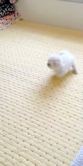 Adorable Puppy Playing: The Cutest Baby Dog Moments 🐶