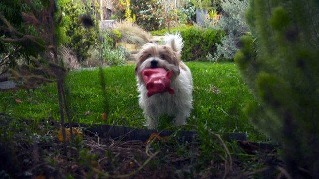 Tasmanian Liberals propose bill to allow pets in rentals, but industry insider predicts landlords will push back