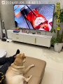 Watching TV will make me mad. The cute pet_s debut plan. The cute pet has become a spirit