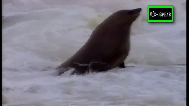 Al Cuidado de la Naturaleza: Jean Paul y los Leones Marinos - Documental (1995) - Español Latino
