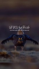 tha HollyQuran and amazing bird vedio