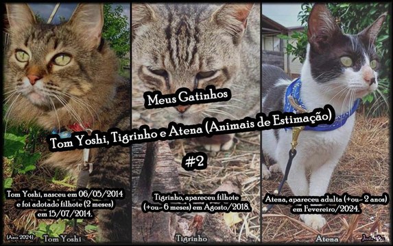 Meus Gatinhos Tom Yoshi, Tigrinho e Atena (Animais de Estimação) - #2