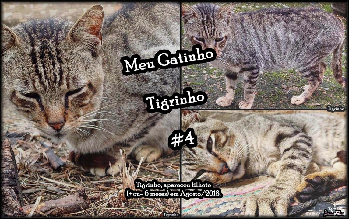 Meu Gatinho Tigrinho (Animais de Estimação) - #4