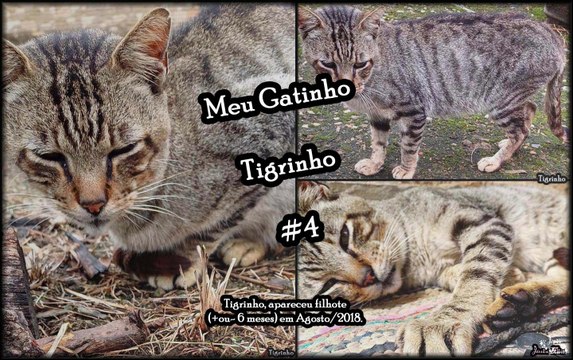 Meu Gatinho Tigrinho (Animais de Estimação) - #4
