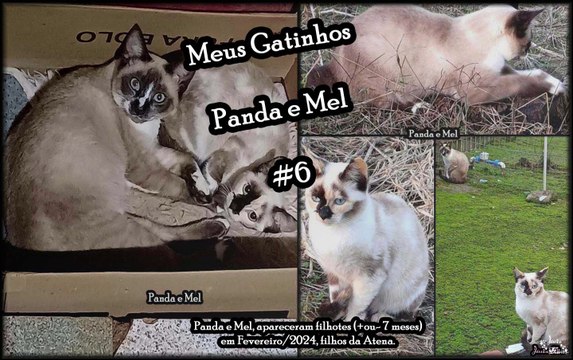 Meus Gatinhos Panda e Mel (Animais de Estimação) - #6
