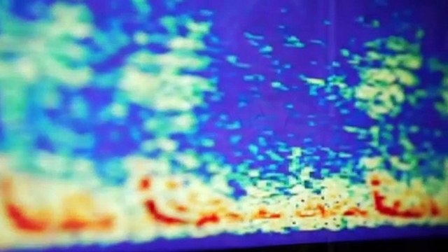 Artificial intelligence is becoming more important in the fight to save critically endangered marine animals