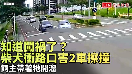 柴犬闖路口引發車禍，飼主竟偷偷帶牠逃逸🚗