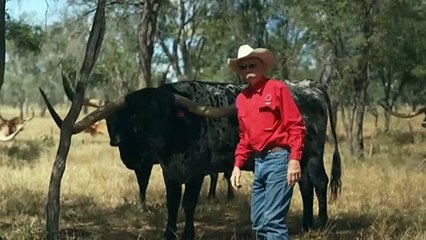 RM Williams made Texas Longhorns familiar to Australian, but growing the breed in challenging