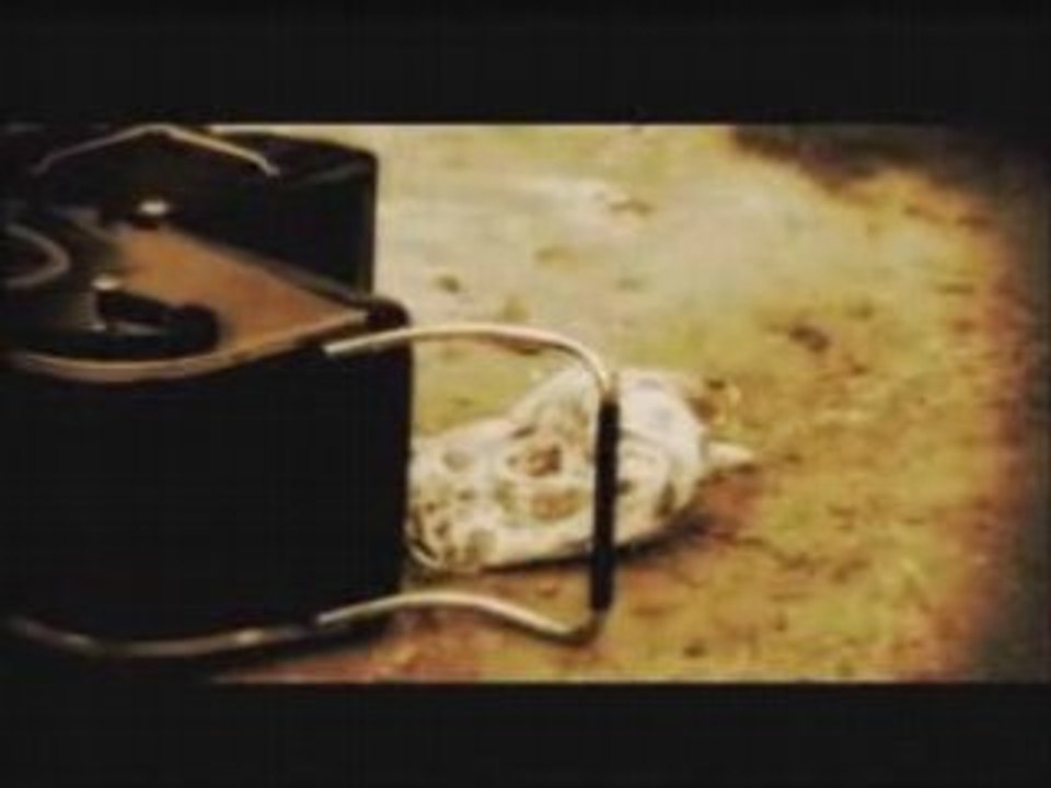 DIRENGREY- [PV] Dead Tree + [LIVE] Clever Sleazoid