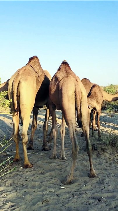 Camel Life