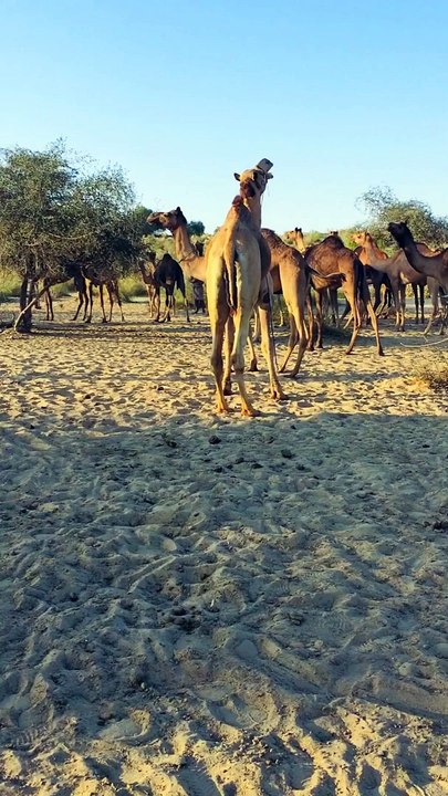 Desert Animals