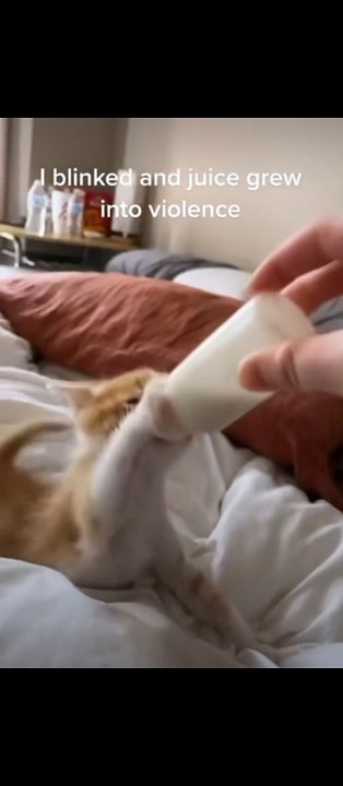 funny animals compilation | Epi #25