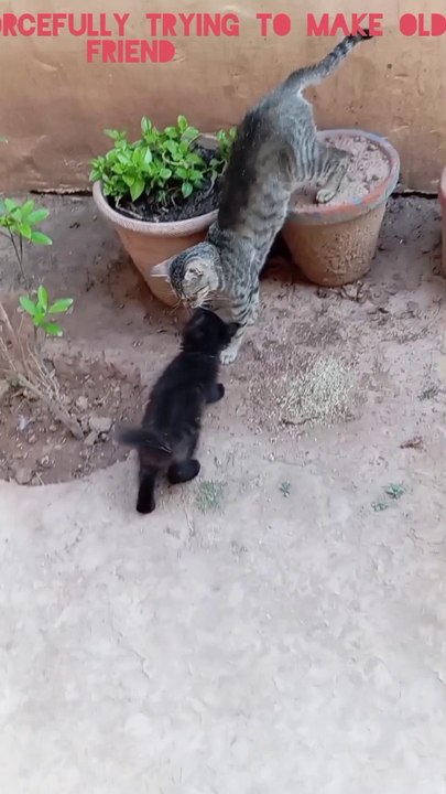 New kitten in the house