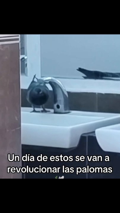 Funny Fails  - #funny #funnyfails #funnyvideo #humor #humour #humormemes #memes #memesvideo #fails