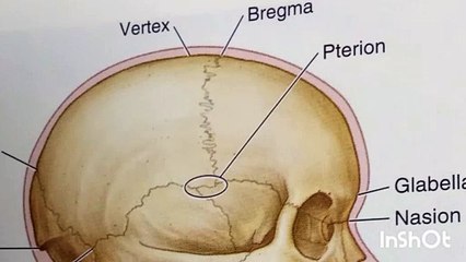 Anatomy of human skull