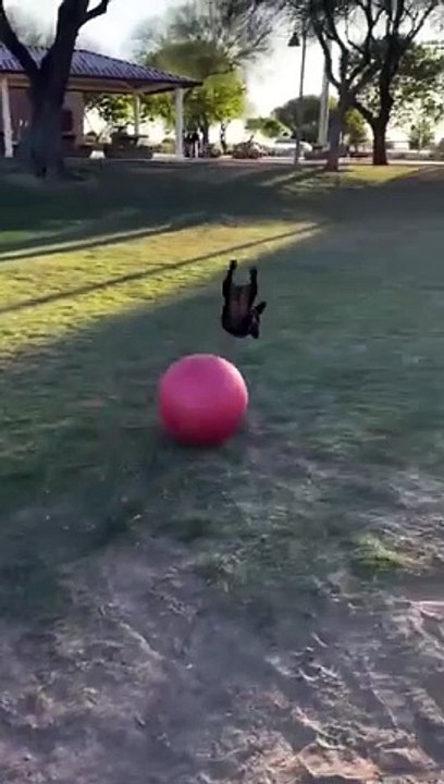 Funniest Cats And Dogs videos  #funny #animals #cuteanimals