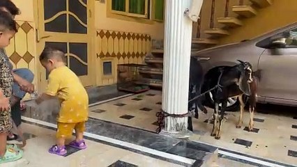 Umar Enjoying with his bakra